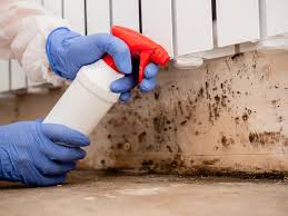 Best Attic Mold Removal  in Mineral Springs, NC